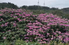 城步：高山杜鹃展芳华，赏花“打卡”正当时