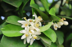 汨罗白塘镇：实现一颗果的多元价值，枳壳成为村民“摇钱树”