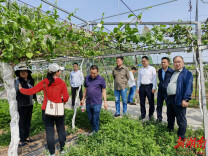 永顺猕猴桃产业链建设成效显著