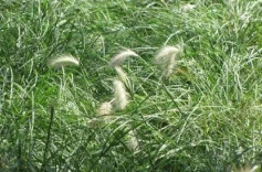 尖毛草现象：厚积薄发的力量