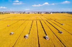 理论·学习头条丨在全面推进高标准农田建设中夯实湖南粮食安全根基