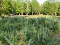 中国建成长江流域特有珍稀植物保育基地