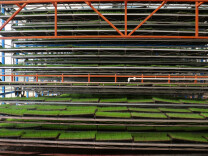 育秧工厂里的春耕“加速键”：省田省工又增效 科技育出好秧苗