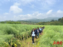 永顺县举办2025年油菜单产提升行动现场观摩会