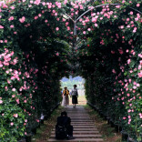 3万余株玫瑰！浪漫的你快来这里……