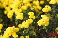 望城区靖港镇福塘村：庭院经济绘就“芳香福塘”新画卷