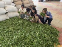 青春智力注入黑茶产业，为高质量发展提供“职教解法”