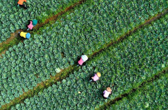 三湘时评丨“飞雁”还巢搅活乡村振兴“一池春水”