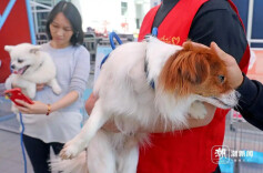 养犬年检5月1日启动 居民足不出户可“掌上”办理