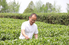 时代脊梁｜周宇：精耕绿叶子，带富5万人