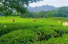 找到“金钥匙”，打开“致富门”！安化“茶旅文体康”解锁共富密码