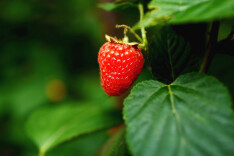 初夏，来会同坪村与“莓”好相约！