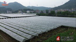 江华沱江镇天桥村：人勤葡藤绿 疏果盼丰年