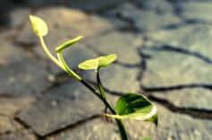 性格好，多半是因为智慧高