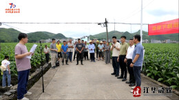 江华：科技赋能烟叶生产 田间课堂助力乡村振兴