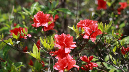 图片新闻 | 城步：南山映山红盛放 尽显生态美景