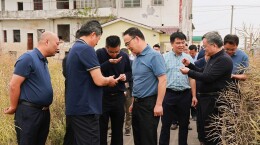 团洲垸油菜丰收！ 平均亩产223.6公斤