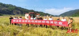 辰溪县:扎实推进油菜机收减损工作 科技赋能助力颗粒归仓