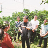 资兴市清江镇邀请专家“把脉”柑橘产业发展
