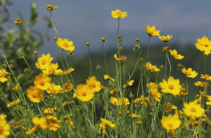 美丽蓝山：金鸡菊遍地绽放，百叠岭铺展金色画卷