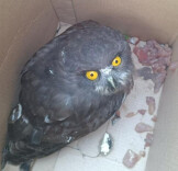 会同县林城镇：速援受伤鹰鸮 国家二级保护动物重归自然