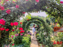 落花时节又逢君