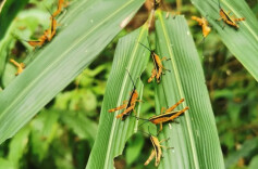桃源县：抢抓防治关键期 全力打好黄脊竹蝗“灭早灭小”攻坚战
