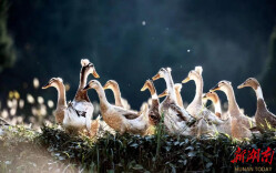 春江水暖“鸭”先知——做好“凤头鸭”文章 走好乡村振兴之路