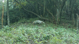 南山国家公园候选区首次发现白化猪獾