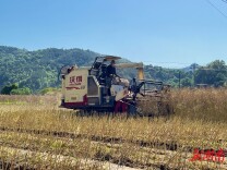 溪口镇：“稻油轮作”促增收，科技赋能收割忙