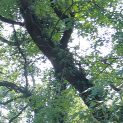 老家工农坪的发辫