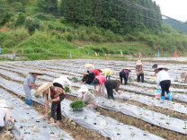 “湘”村振兴景正好 | 会同龙坡：辣椒田里启新程 多元产业促增收