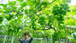 今日小满 | 三湘大地万物竞发