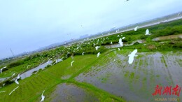 探秘生态密码，共绘共生画卷！望城区奏响生物多样性保护强音