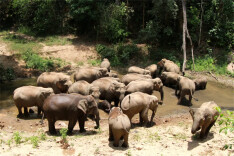 我国多措促进珍稀濒危野生动植物种群恢复