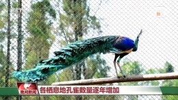 人工繁育绿孔雀 破解猿类“声纹密码” 我国生物多样性保护“上大分”