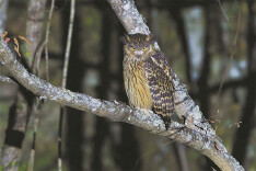 夜捕高手黄腿渔鸮