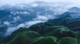 从万里茶道到绿满山乡 安化黑茶的生态致富路