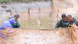 临武花塘乡：“小小鲈鱼”成为带动农户增收的“致富鱼”