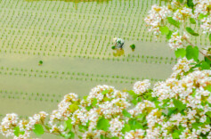 组图 | 吉首市：小满时节插秧忙