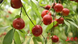 道县：袖珍小蟠桃抢“鲜”上市 采摘游带火乡村经济