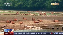 麋鹿回归中国40年 洞庭湖畔上演“鹿王争霸”