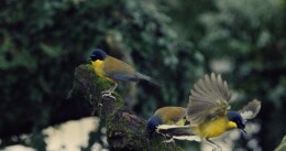 中法携手共护珍稀蓝冠噪鹛种群