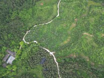 “湘”村振兴景正好 | 会同县广坪镇：林下种淫羊藿，开辟绿色致富新路径