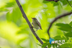 长株潭生态绿心区域首现湖南鸟类新纪录种——堪察加柳莺