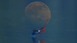 十六年追羽：“无翅鸟”在光影中坚守热爱