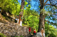 新宁靖位乡：建立常态化管护机制，千年香榧古树群焕发生机