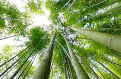 国内首部笋竹产业领域白皮书发布