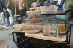 养“异宠”需慎重！长沙妈妈捡回“萌物”引麻烦