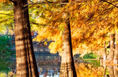 濒危植物为何常见？